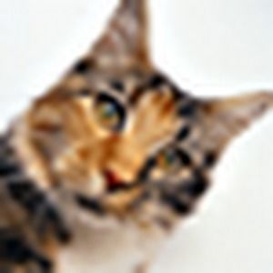 Meet your Posher, Stephen